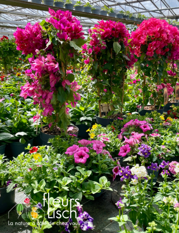 Plantes fleuries Annuelles