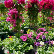 Plantes fleuries Annuelles