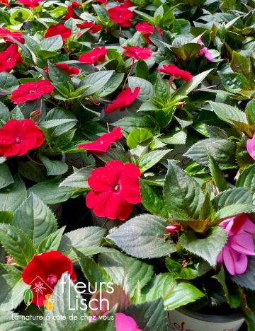 Plantes fleuries Annuelles