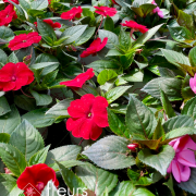 Plantes fleuries Annuelles