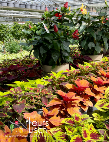 Plantes fleuries Annuelles
