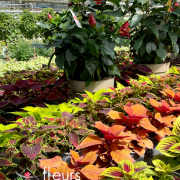 Plantes fleuries Annuelles