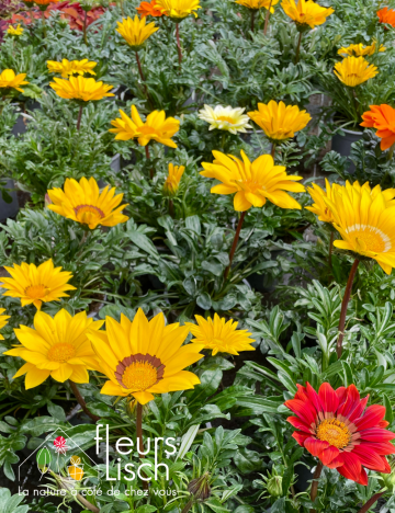 Plantes fleuries Annuelles
