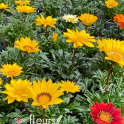 Plantes fleuries Annuelles