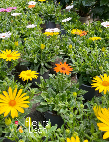 Plantes fleuries Annuelles