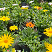 Plantes fleuries Annuelles