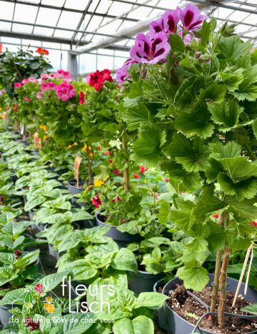 Plantes fleuries Annuelles