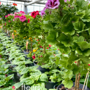 Plantes fleuries Annuelles
