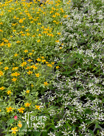 Plantes fleuries Annuelles