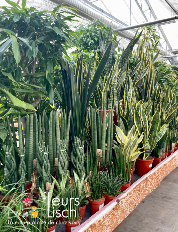 Plantes vertes d'intérieur