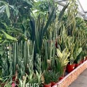 Plantes vertes d'intérieur