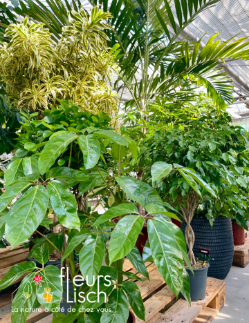 Plantes vertes d'intérieur