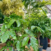 Plantes vertes d'intérieur