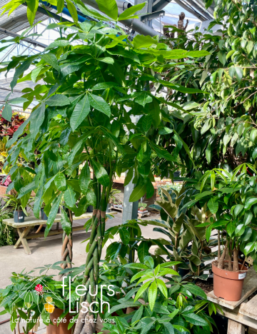 Plantes vertes d'intérieur