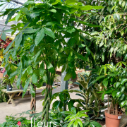 Plantes vertes d'intérieur