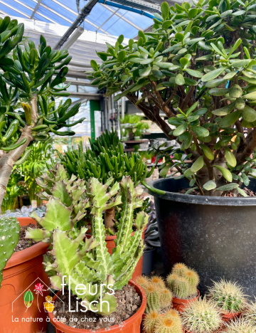 Plantes vertes d'intérieur