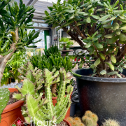 Plantes vertes d'intérieur