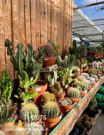 Plantes vertes d'intérieur