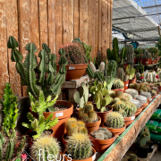 Plantes vertes d'intérieur