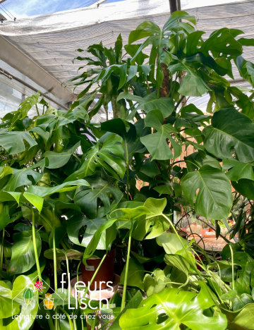 Plantes vertes d'intérieur