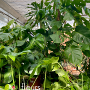 Plantes vertes d'intérieur