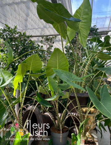 Plantes vertes d'intérieur