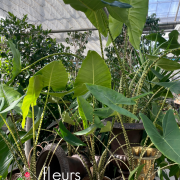 Plantes vertes d'intérieur