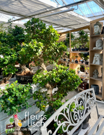 Plantes vertes d'intérieur