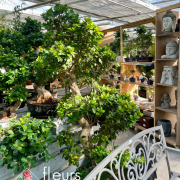 Plantes vertes d'intérieur