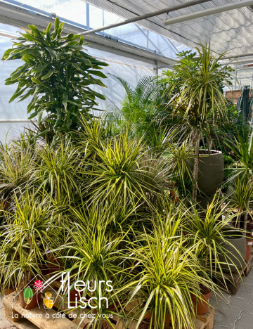 Plantes vertes d'intérieur