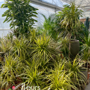 Plantes vertes d'intérieur