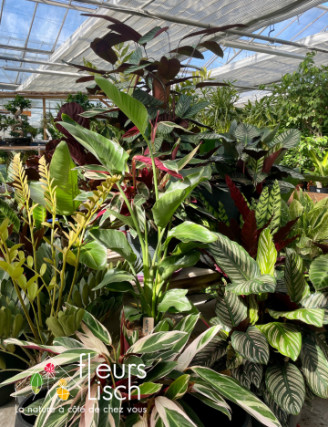 Plantes vertes d'intérieur