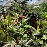 Plantes vertes d'intérieur