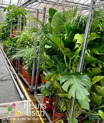 arrivage plantes vertes