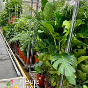 arrivage plantes vertes