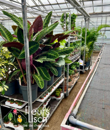 arrivage plantes vertes