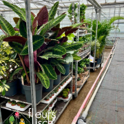 arrivage plantes vertes