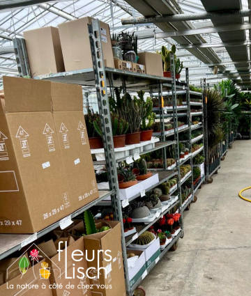 arrivage plantes vertes