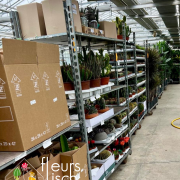 arrivage plantes vertes