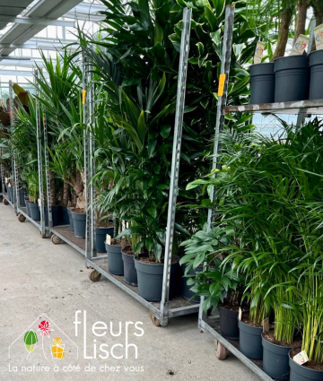 arrivage plantes vertes