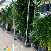 arrivage plantes vertes