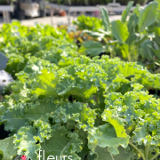 choux