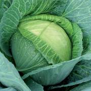 choux