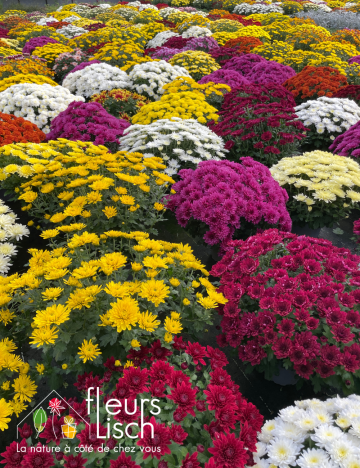 chrysanthème