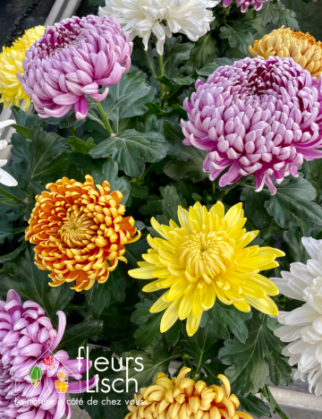 chrysanthème