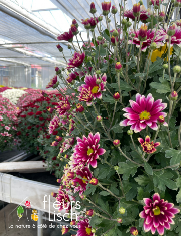 chrysanthème