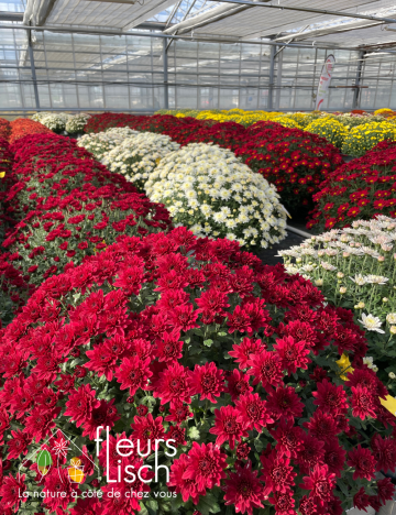 chrysanthème