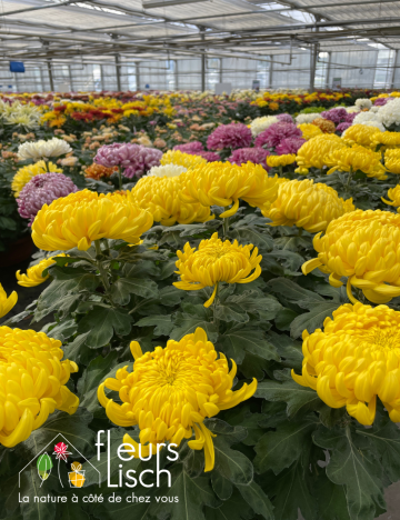 chrysanthème