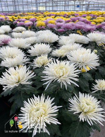 chrysanthème