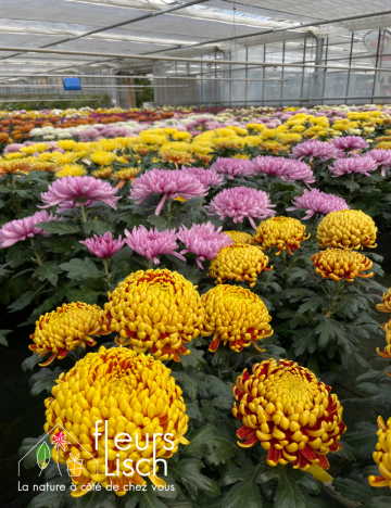 chrysanthème